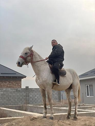 Лошади, кони: Продаю | Конь (самец) | Рабочий, Для разведения, Конный спорт | Мерин — 1