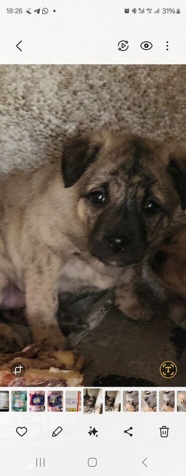 Продажа собак: Отдам в хорошие руки! Щенки метисов - Милые щенки с короткой густой — 3