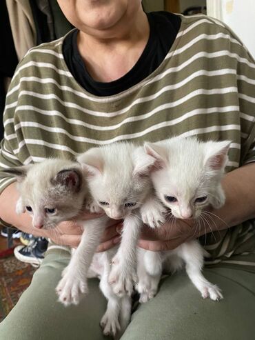кот белый: Отдам в добрые руки полупородистых котятКрасивые.Белые с голубыми