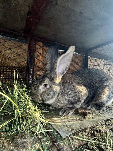 купить кролик декоративный: Сатам | Эркек коен | Фландр | Көбөйтүү үчүн