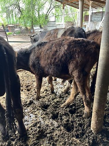 Коровы, быки: Продаю | Бык (самец) | Привязанные — 4