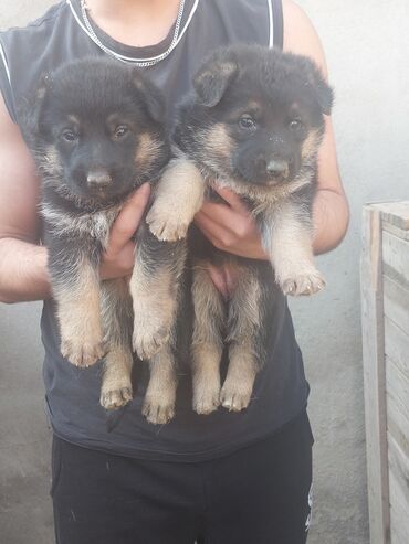 İtlər: Alman çoban iti, 1 ay, Erkek, Ödənişli çatdırılma — 3