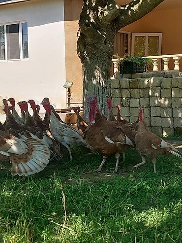 Quşlar: Kanada Borbon hindiuşkaları satılır ! 
28 fevral çıxmış cücələrdi ! — 8