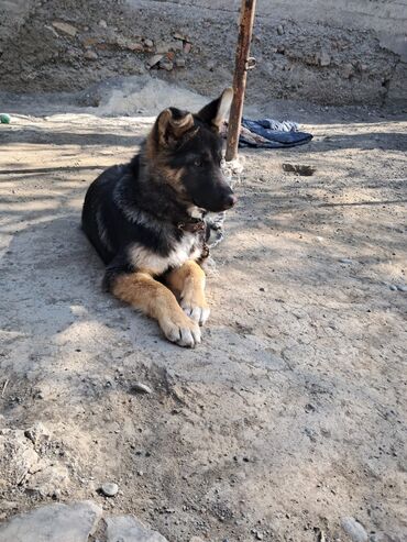 kavkaz coban iti: Alman çoban iti, 5 ay, Erkek, Peyvəndli, Ünvandan götürmə