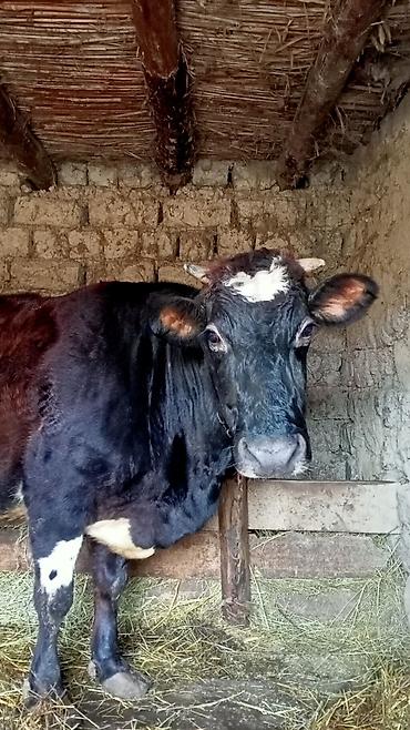 Digər heyvanlar: İney ve balasi satılır — 1