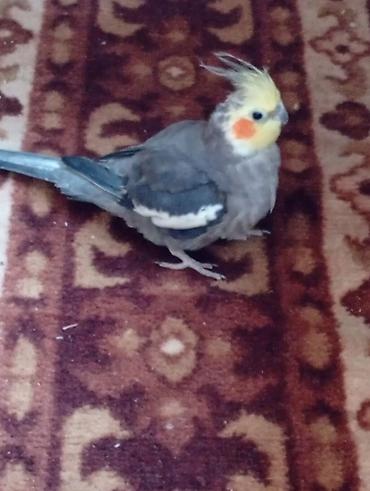 cats az: Nimfa (Cockatiel) papağanı - Növ: Nimfa (cockatiel) - Rəng: boz — 1