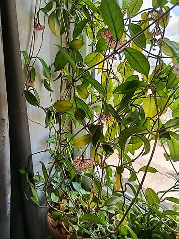 hoya gulu: Hoya carnosa (Vaxtı-vaxtında çiçəkləyən mum gül) – sarmaşıq tipli otaq — 3