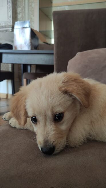 it.davasi: Retriever, 4 ay, Dişi, Pulsuz çatdırılma