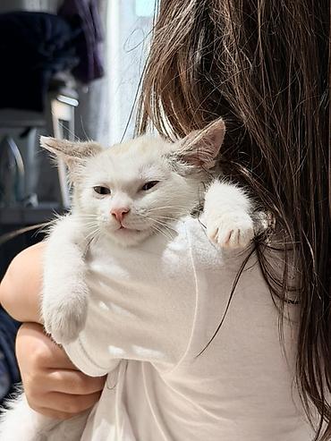 Мышыктар: Котёнок 2 месяца, мальчик, с голубыми глазами. Мы зовем его Сагындык 🤍 — 5