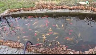 бассейны для выращивания рыбы: Декоративные Рыбки для уличного Аквариума - Бассейна Порода Рыбок