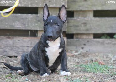 Psi: Na prodaju stenci Mini bull terijera, stari 2 i po meseca, sa — 5
