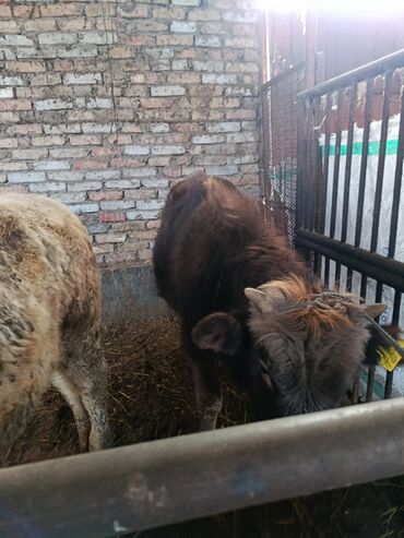 Коровы, быки: Продаю | Бык (самец) | Полукровка | На откорм | Привязанные — 5