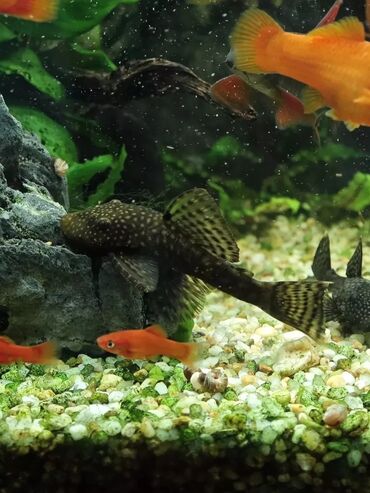 купить хорька в баку: Ansistrus, Sülhsevər, Pulsuz çatdırılma lalafo.az -da купить хорька в баку: Ansistrus, Sülhsevər, Pulsuz çatdırılma