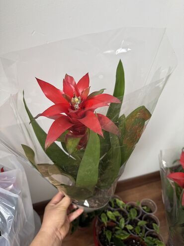 Другие комнатные растения: Гузмания абутилон оранжевый,каланхое розовый махровый,амазонская — 2