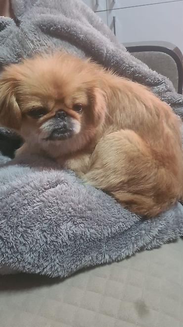 pitbull az: Pekines, 3 il, Dişi — 2