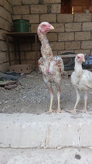 çöl toyuqu: Toyuq, Damazlıq, Ünvandan götürmə — 3