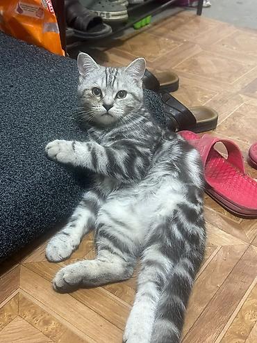 Кошки: Британская короткошёрстная, 4 месяца, Мальчик, Приучена к лотку — 4