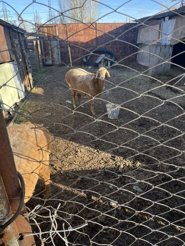 Бараны, овцы: Продаю | Овца (самка) | Для разведения — 9