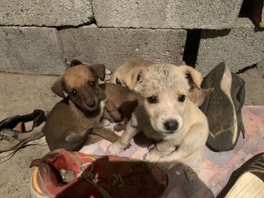 уй айдаган ит: Собака даром: 2 месяца, Самец, С прививкой