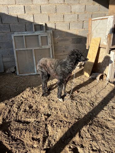 Собаки: Кыргыз тайган сатылат 4 жашеркек