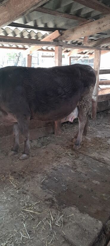 быки ивановка: Продаю | Корова (самка) | Бельгийская, Айрширская | Для разведения, Для молока | Стельные