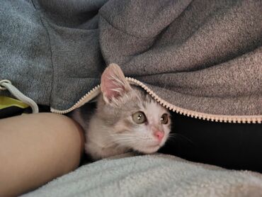 Pişiklər: Yaxşı əllərə — 2