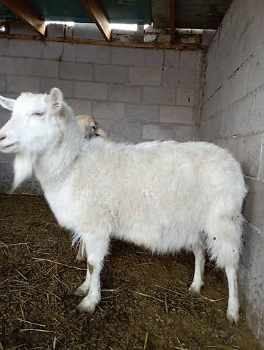 Козы, козлы: Продаю | Коза (самка) | Зааненская | Для разведения — 1