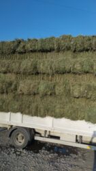 где купить кукурузу для попкорна в бишкеке: Продаю тюки клевера зеленные с сеновала