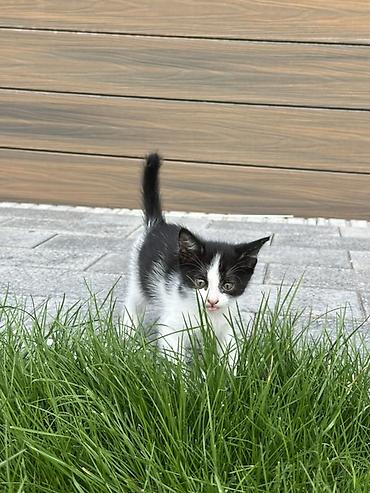 Продажа кошек: Отдам котят в добрые руки, котята приучены к лотки, кушают влажный и — 1