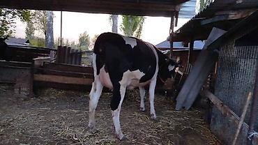 Коровы, быки: Продаю | Тёлка | Симментальская | На забой, Для разведения, Для молока | Не стельные, Племенные, Искусственник — 16