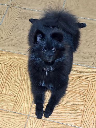pitbull sekilleri: Şpitz, 7 ay, Dişi, Peyvəndli — 4