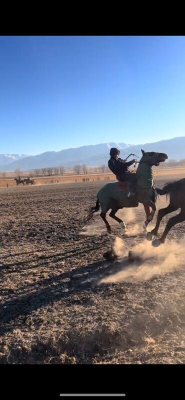 Лошади, кони: Продаю | Конь (самец) | Конный спорт — 1