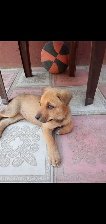 afcarka barter: 1 ay, Dişi