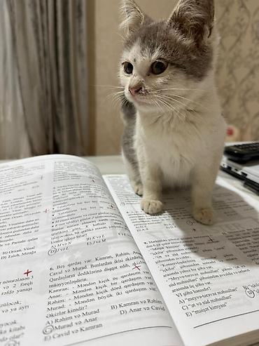 Pişiklər: Yaxşı əllərə — 10