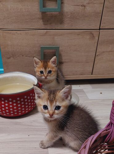 Pişiklər: Şotland, Erkək, Dişi, Yaxşı əllərə, Ünvandan götürmə — 21