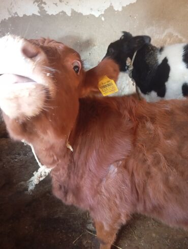 Dana, buzov: Dana, buzov, Dişi, ay: 9, 250 kq, Damazlıq, Ünvandan götürmə — 11