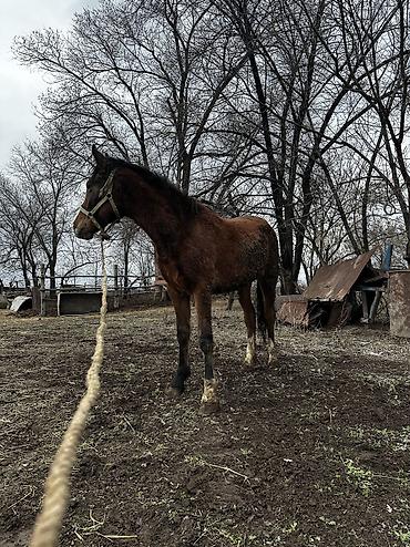 Лошади, кони: Продаю | Кобыла (самка), Конь (самец), Жеребенок | Полукровка | На забой, Для разведения, Для молока — 26