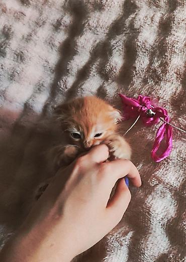 манчкин купить: Рыжий котёнок с полудлинной шерстью. Миниатюрный, активный и игривый — 2