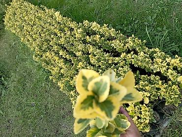 guller haqqinda melumat: Dekorativ müxtəlifyarpaqlı çit kolları – Euonymus fortunei “Emerald’n — 2