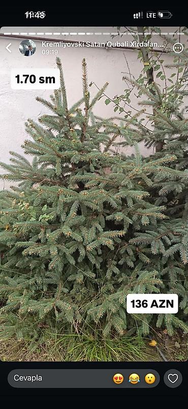 Digər bitkilər: Original Kremlovski yolkalar satılır 🌲 Ruslan_Dekorativ_Bitkilər🌲 — 13