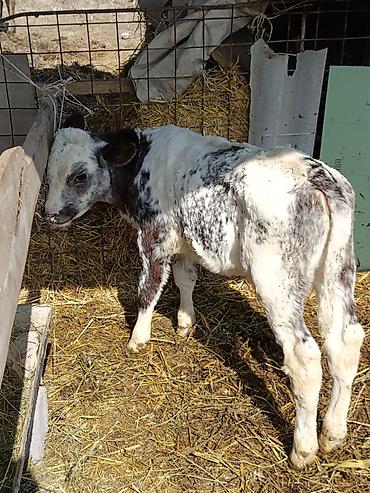 Коровы, быки: Продаю | Музоо, торпок | Бельгийская — 7