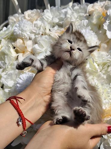 кошка породы мейн кун: Котята мейн-кун!!!❤️❤️💙 Истинная красота рождается там, где природа — 4