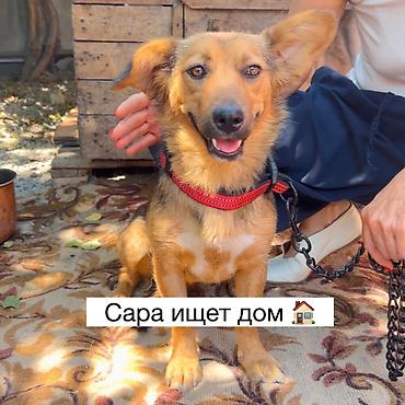 Ит бекер берилет: Жөнөкөй ит, 11 айлык, Ургаачы, Эмделген lalafo.kg да Ит бекер берилет: Жөнөкөй ит, 11 айлык, Ургаачы, Эмделген