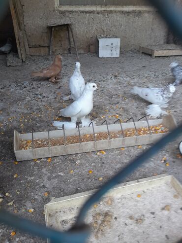 птицы голуби: Чубатая белая голубка одна 5 т сом