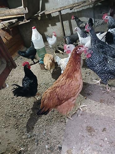 brama toyuqları: Tam sağlam damazlıq yararlı toyuqlar vp:051 439 91 43 zeng :050 678 — 2
