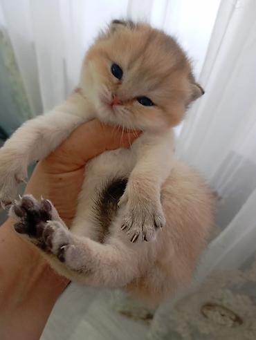 Pişiklər: Şotland, Erkək, Dişi, Yaxşı əllərə, Ünvandan götürmə, Pulsuz çatdırılma, Ödənişli çatdırılma — 18