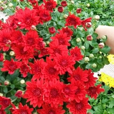 Otaq bitkiləri: Xrizantema payızgüllərinin topdan və pərakəndə satışı. Qiymətlər — 7