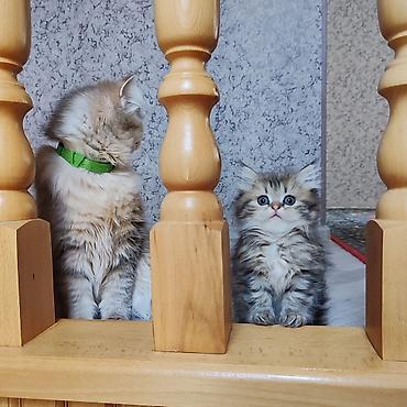 Pişiklər: Britan — 5