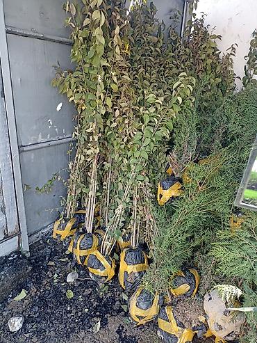 Виноград: Саженцы оптом и в розницу г.Бишкек доставка по городу Все виды — 8