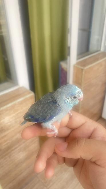 balaca pisik satisi: Mavi rəng çalarlarında çox sevimli balaca tutuquşu balası. Quşun — 2